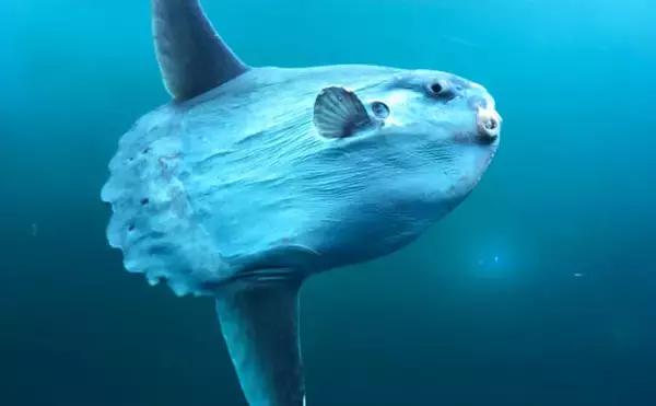 のんびり海を漂うユニークな巨大魚＜マンボウ＞　実はとても美味しい魚だった？