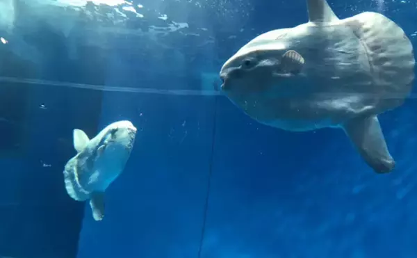 「のんびり海を漂うユニークな巨大魚＜マンボウ＞　実はとても美味しい魚だった？」の画像