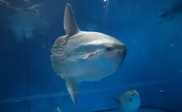 「のんびり海を漂うユニークな巨大魚＜マンボウ＞　実はとても美味しい魚だった？」の画像