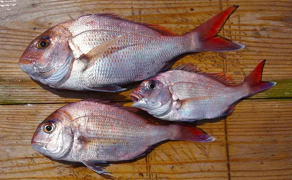 明石沖のボート釣りで食べ頃サイズのマダイ5匹手中【兵庫】チョクリ仕掛けで挑戦