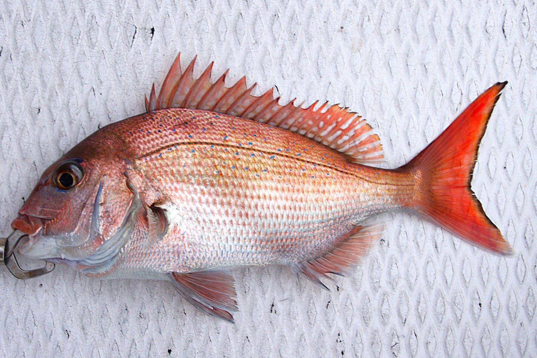 明石沖のボート釣りで食べ頃サイズのマダイ5匹手中【兵庫】チョクリ仕掛けで挑戦