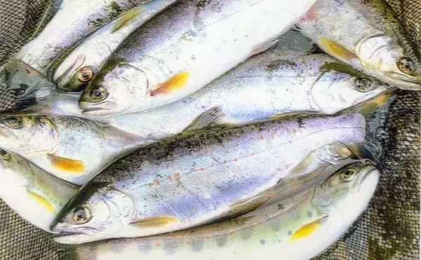 2022年オススメ渓流釣り場紹介：岐阜・益田川　序盤の狙い方も解説