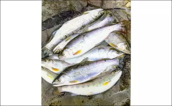 「2022年オススメ渓流釣り場紹介：岐阜・益田川　序盤の狙い方も解説」の画像