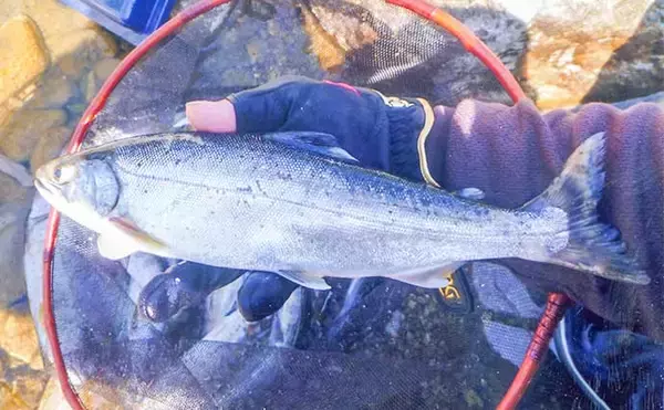 「2022年オススメ渓流釣り場紹介：岐阜・益田川　序盤の狙い方も解説」の画像