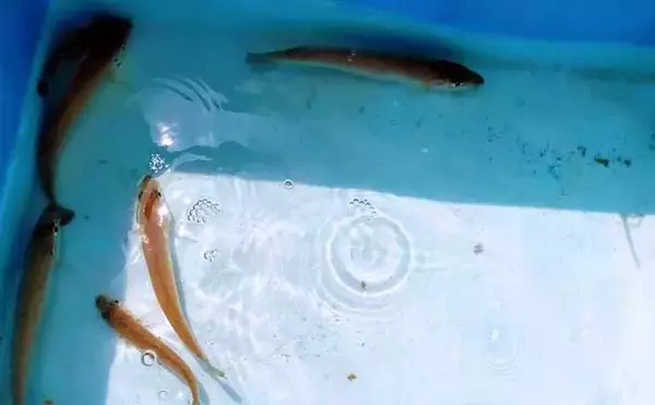 マイボートキス釣りで18cm級中心に5尾　自作の竹ザオでマネキ釣り