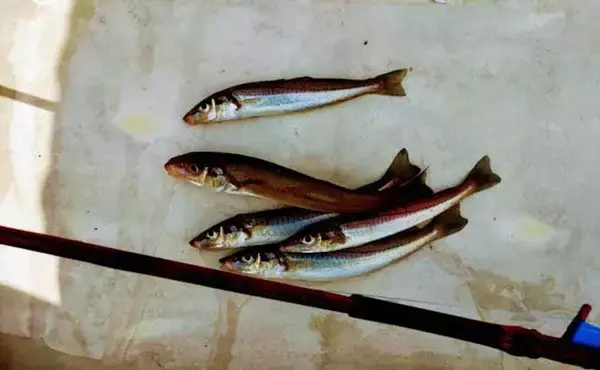 「マイボートキス釣りで18cm級中心に5尾　自作の竹ザオでマネキ釣り」の画像