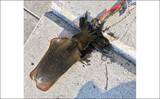 「大阪湾「泉南」エリアの釣り場紹介 【地形の特徴と釣れる魚種を解説】」の画像5