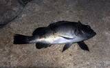 「大阪湾「泉南」エリアの釣り場紹介 【地形の特徴と釣れる魚種を解説】」の画像6
