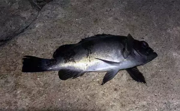 「大阪湾「泉南」エリアの釣り場紹介 【地形の特徴と釣れる魚種を解説】」の画像