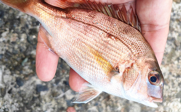 真鶴の堤防フカセ釣りでチャリコ（マダイ）ラッシュにお手上げ【神奈川】