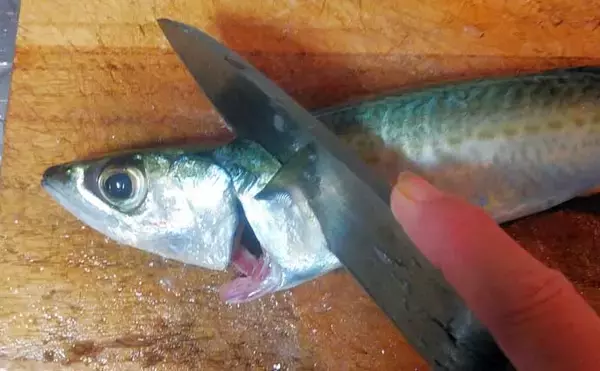 「釣った魚で作る「超あっさり」レシピ：ゴマサバの薄塩　少し干すのがコツ」の画像