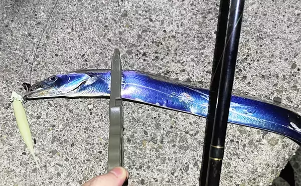 秋の青物回遊シーズンは一旦終了か　大阪湾沿岸ショアジギングの現状と今後