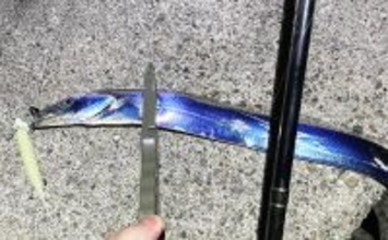 秋の青物回遊シーズンは一旦終了か　大阪湾沿岸ショアジギングの現状と今後