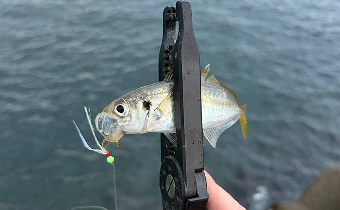 秋の青物回遊シーズンは一旦終了か　大阪湾沿岸ショアジギングの現状と今後
