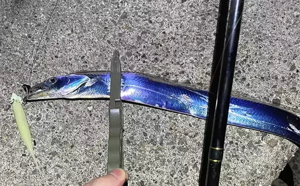 「秋の青物回遊シーズンは一旦終了か　大阪湾沿岸ショアジギングの現状と今後」の画像