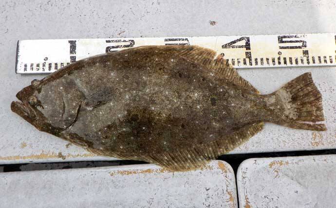 【沖釣り釣果速報】底物五目でアマダイ・オニカサゴ好調！各地でヒラメ＆コウイカも上向き（愛知・静岡）