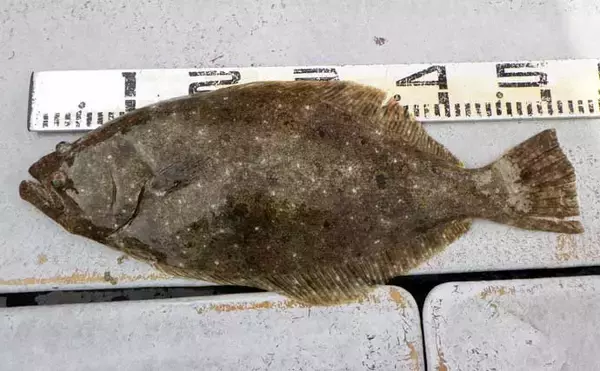 「【沖釣り釣果速報】底物五目でアマダイ・オニカサゴ好調！各地でヒラメ＆コウイカも上向き（愛知・静岡）」の画像