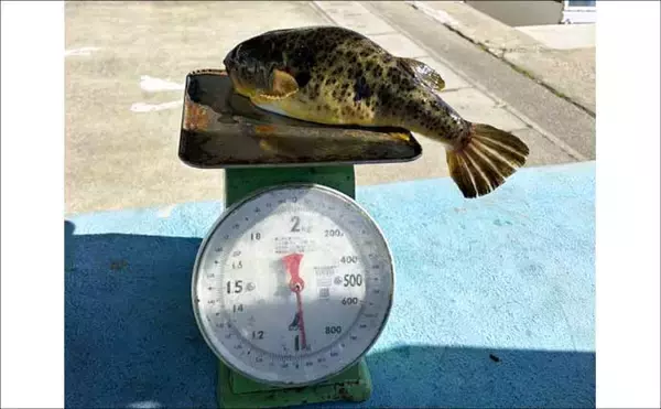 「【沖釣り釣果速報】底物五目でアマダイ・オニカサゴ好調！各地でヒラメ＆コウイカも上向き（愛知・静岡）」の画像