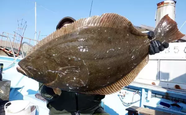 「【沖釣り釣果速報】底物五目でアマダイ・オニカサゴ好調！各地でヒラメ＆コウイカも上向き（愛知・静岡）」の画像