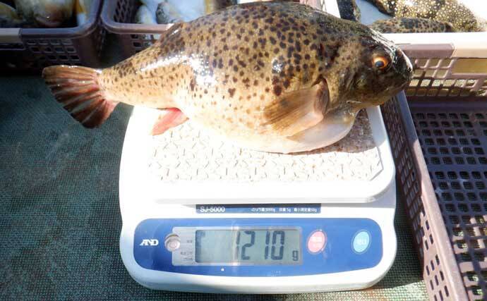 【沖釣り釣果速報】底物五目でアマダイ・オニカサゴ好調！各地でヒラメ＆コウイカも上向き（愛知・静岡）