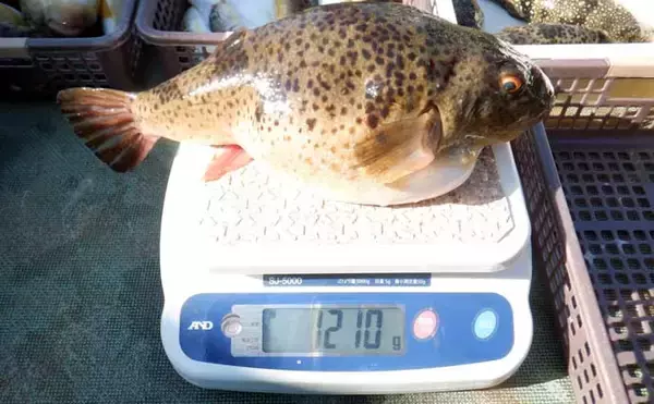 「【沖釣り釣果速報】底物五目でアマダイ・オニカサゴ好調！各地でヒラメ＆コウイカも上向き（愛知・静岡）」の画像