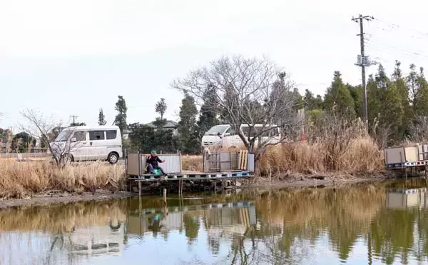 「今週のヘラブナ推薦釣り場2026【千葉県・道の口沼】」の画像