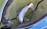 「「しらこばと水上公園」でのプールフィッシングでニジマス12匹　重めのフライが的中」の画像1