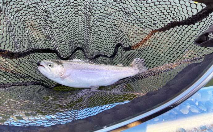 「しらこばと水上公園」でのプールフィッシングでニジマス12匹　重めのフライが的中