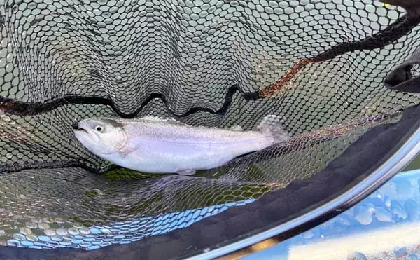 「「しらこばと水上公園」でのプールフィッシングでニジマス12匹　重めのフライが的中」の画像