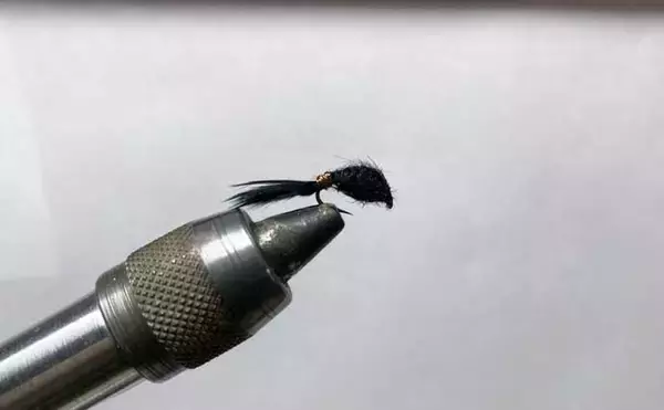 「「しらこばと水上公園」でのプールフィッシングでニジマス12匹　重めのフライが的中」の画像