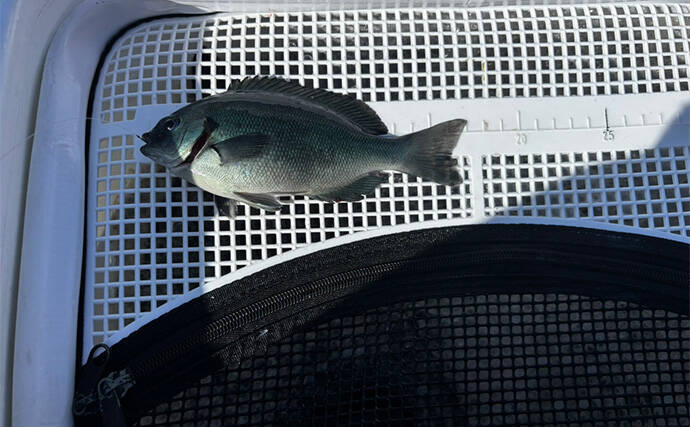 磯フカセ釣りで寒グレ攻略成功【和歌山・串本】沖の潮目で40.5cm口太がヒット