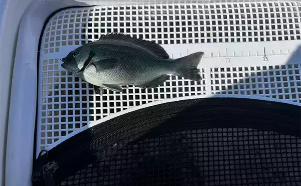 「磯フカセ釣りで寒グレ攻略成功【和歌山・串本】沖の潮目で40.5cm口太がヒット」の画像