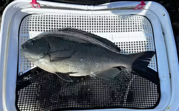 「磯フカセ釣りで寒グレ攻略成功【和歌山・串本】沖の潮目で40.5cm口太がヒット」の画像