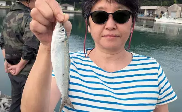関東・サビキ釣り釣果レポート：富浦新港で20cm級カタボシイワシを快釣！【千葉】