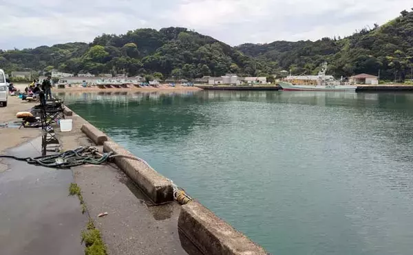 「関東・サビキ釣り釣果レポート：富浦新港で20cm級カタボシイワシを快釣！【千葉】」の画像