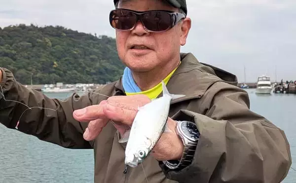 「関東・サビキ釣り釣果レポート：富浦新港で20cm級カタボシイワシを快釣！【千葉】」の画像