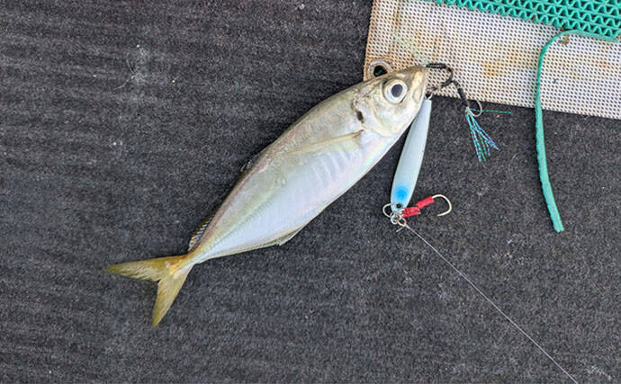 本州最南端・串本で五目ジギング満喫　苦戦しながらも美味魚でクーラー満タン！