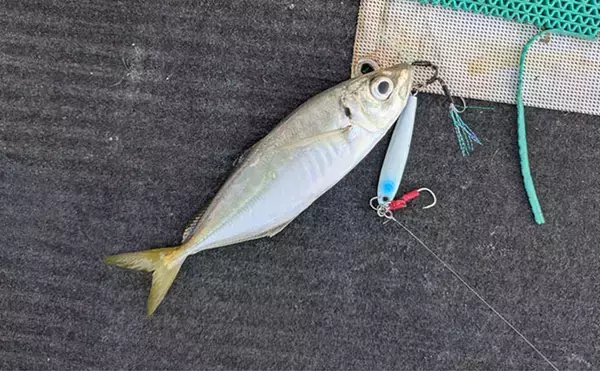 「本州最南端・串本で五目ジギング満喫　苦戦しながらも美味魚でクーラー満タン！」の画像