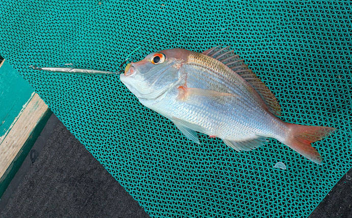 本州最南端・串本で五目ジギング満喫　苦戦しながらも美味魚でクーラー満タン！