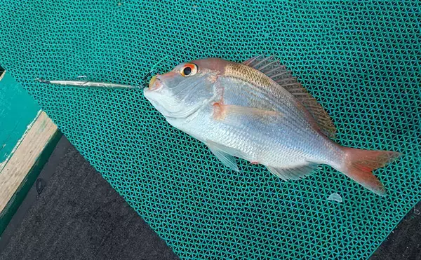 「本州最南端・串本で五目ジギング満喫　苦戦しながらも美味魚でクーラー満タン！」の画像