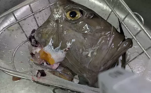 「本州最南端・串本で五目ジギング満喫　苦戦しながらも美味魚でクーラー満タン！」の画像