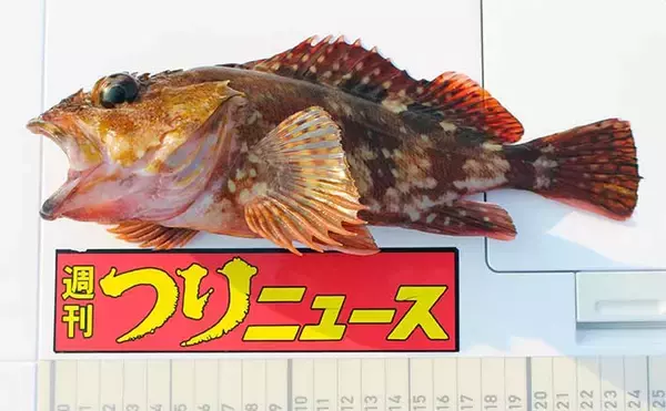 波止の穴釣りで25cm頭にアラカブ13尾　同じ穴にヒットが集中