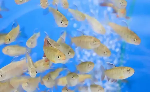 「国内各地のサケ・マス養殖が活況　先行き不透明な世界情勢の影響も？」の画像