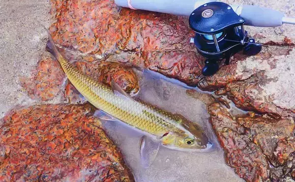 普段はゲスト扱いの「ニゴイ」をルアーで釣ってみた【愛知・矢作ダム】