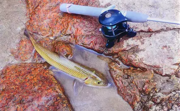 「普段はゲスト扱いの「ニゴイ」をルアーで釣ってみた【愛知・矢作ダム】」の画像