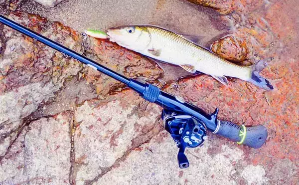 「普段はゲスト扱いの「ニゴイ」をルアーで釣ってみた【愛知・矢作ダム】」の画像