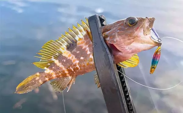 「深日港での日中ライトロックゲームで4魚種と対面【大阪】タケノコメバルが高活性」の画像