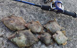 「堤防カワハギ釣りで本命7匹キャッチ【福井・菅浜漁港】ゲスト魚をいかに避けるかが肝」の画像1