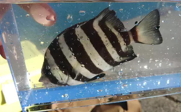 「堤防カワハギ釣りで本命7匹キャッチ【福井・菅浜漁港】ゲスト魚をいかに避けるかが肝」の画像