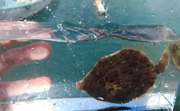 「堤防カワハギ釣りで本命7匹キャッチ【福井・菅浜漁港】ゲスト魚をいかに避けるかが肝」の画像